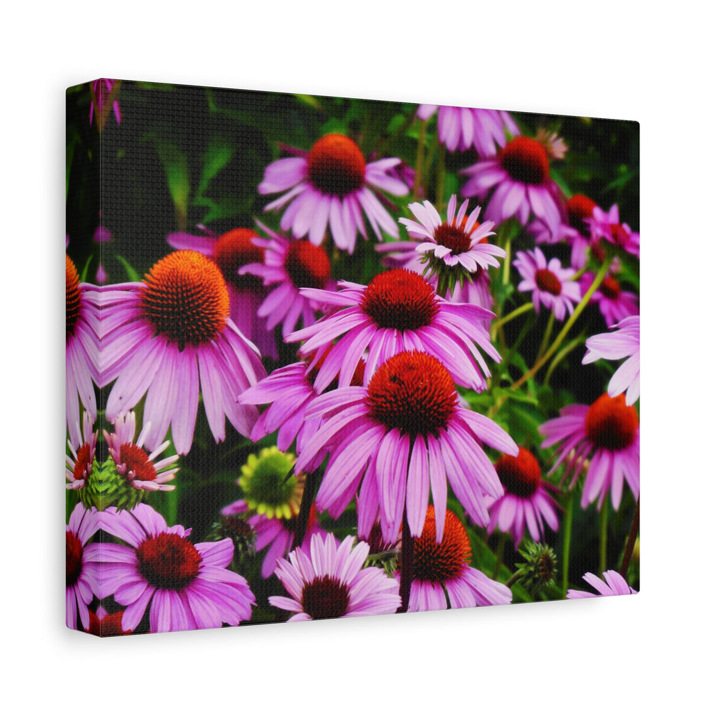 Floral Gallery Wrap - Vibrant Field of Purple Coneflowers Canvas Wrap