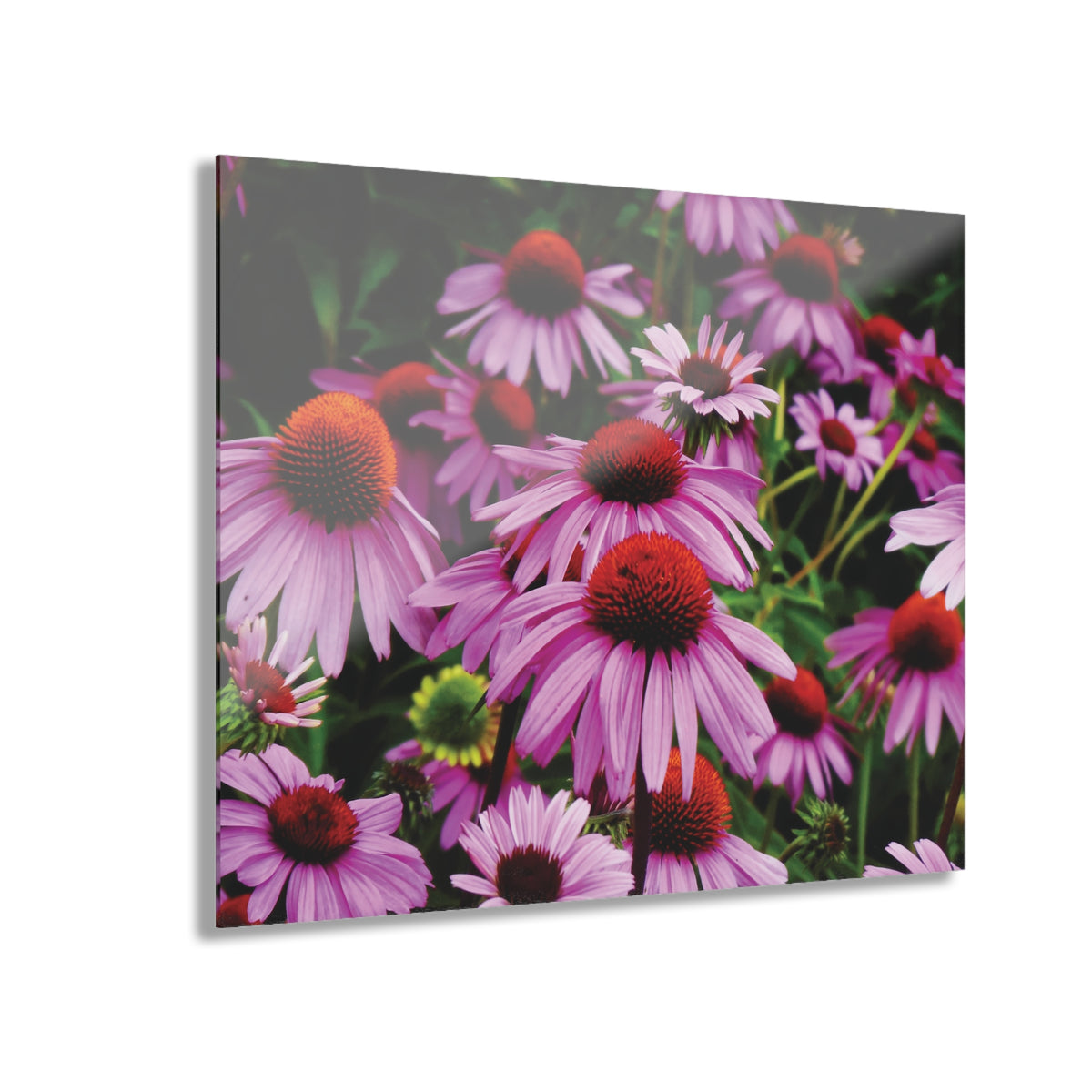 Floral Acrylic Print - Vibrant Field of Purple Coneflowers