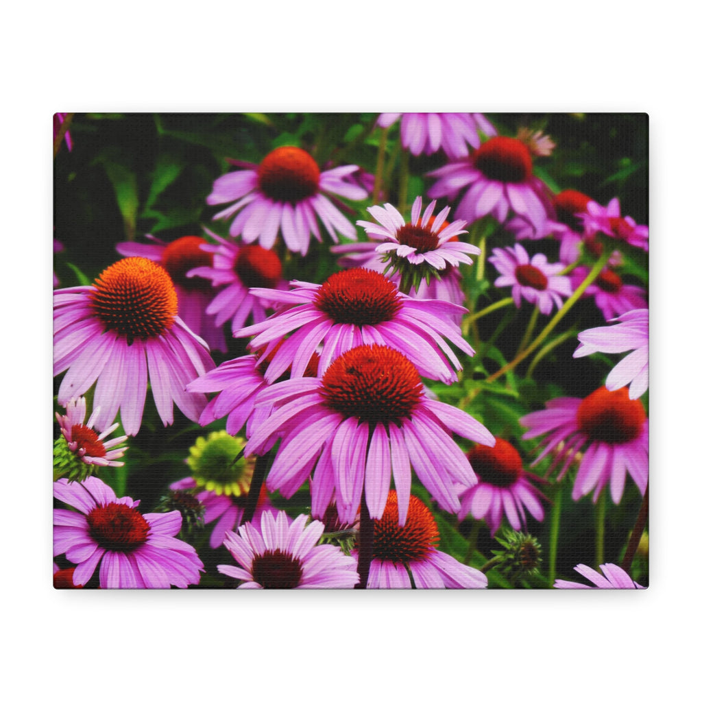 Floral Gallery Wrap - Vibrant Field of Purple Coneflowers Canvas Wrap