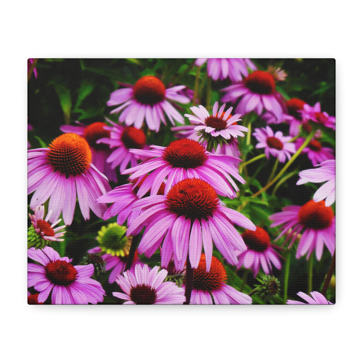 Floral Gallery Wrap - Vibrant Field of Purple Coneflowers Canvas Wrap