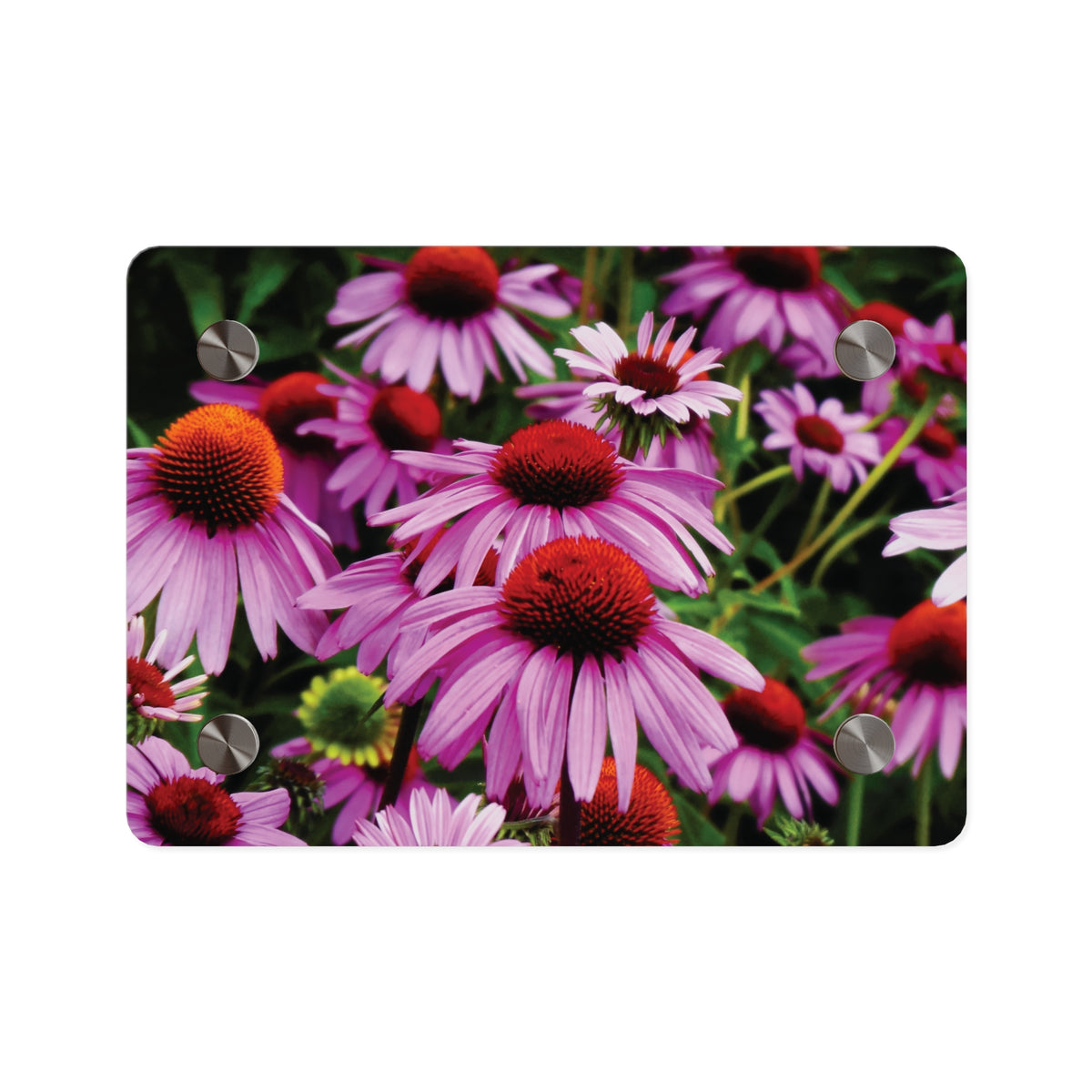 Purple Coneflowers Wall Art - Vibrant Field of Purple Coneflowers Acrylic Art Panel