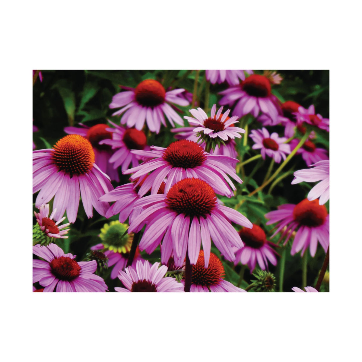 Purple Floral Poster - Vibrant Field of Purple Coneflowers Matte Poster