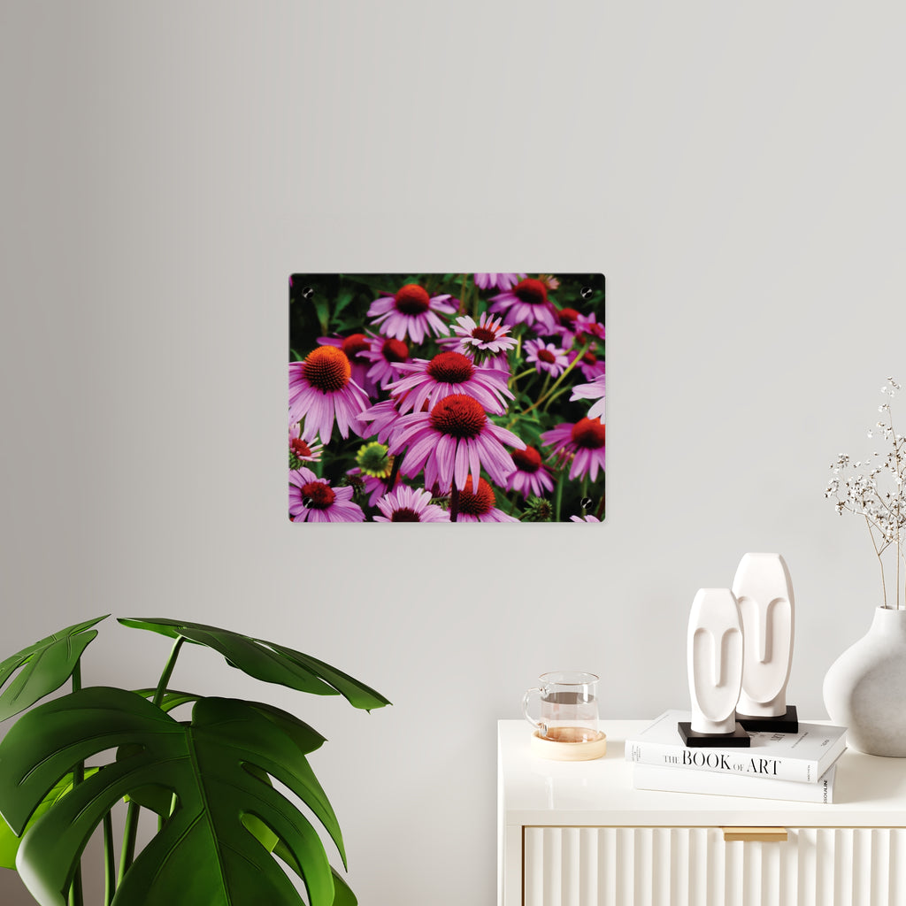 Purple Coneflowers Wall Art - Vibrant Field of Purple Coneflowers Acrylic Art Panel