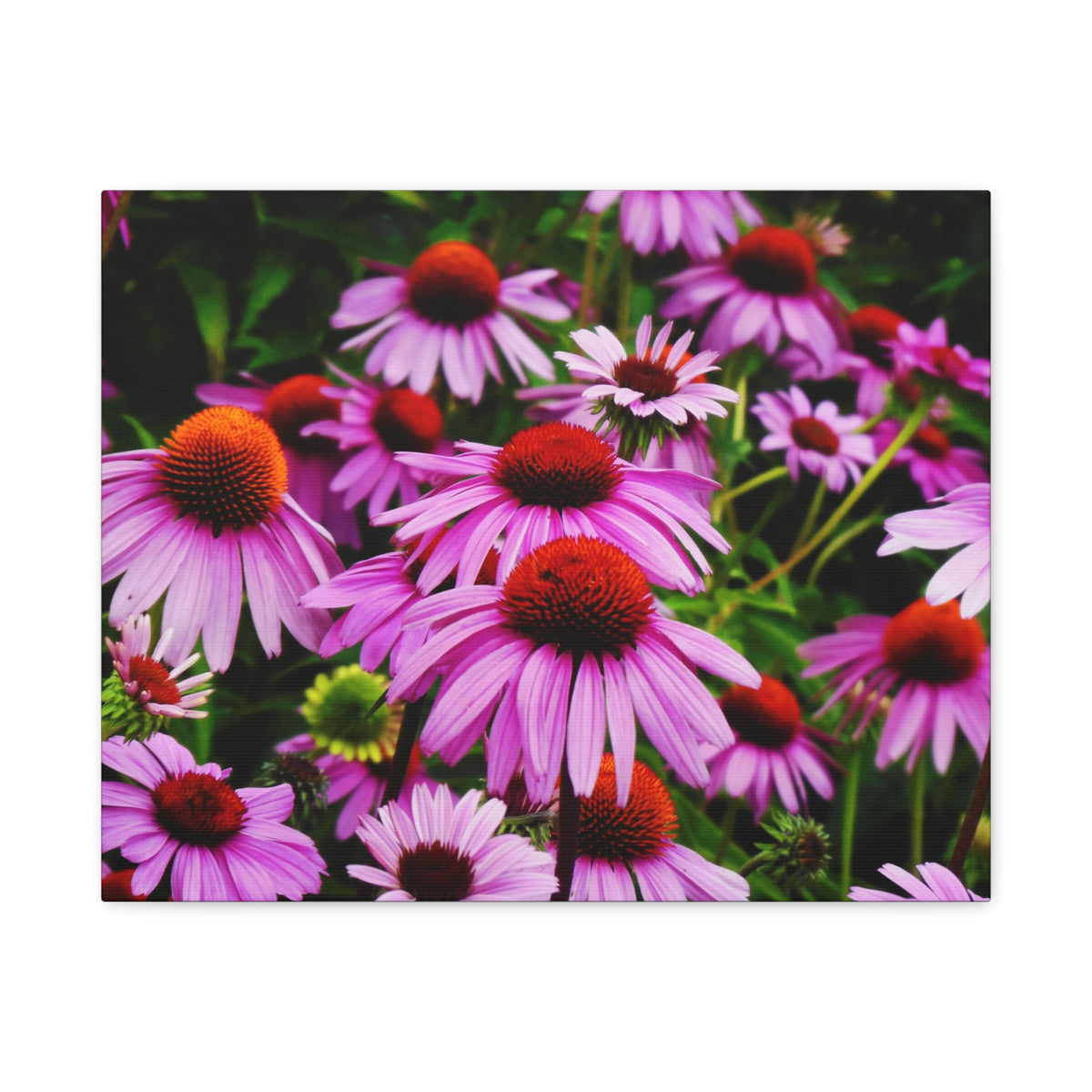 Floral Gallery Wrap - Vibrant Field of Purple Coneflowers Canvas Wrap