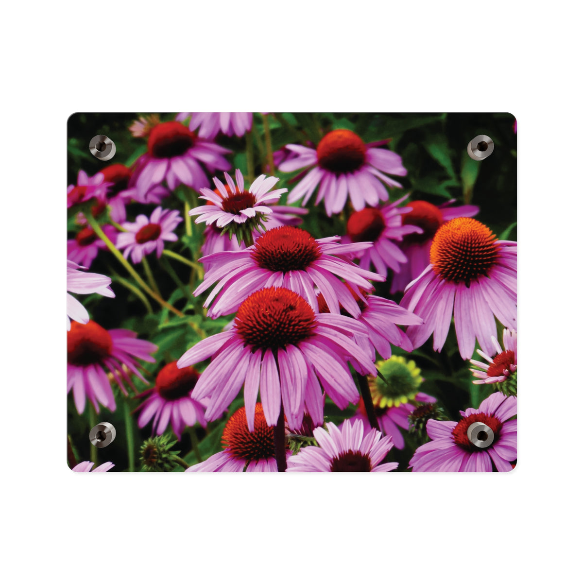 Purple Coneflowers Wall Art - Vibrant Field of Purple Coneflowers Acrylic Art Panel