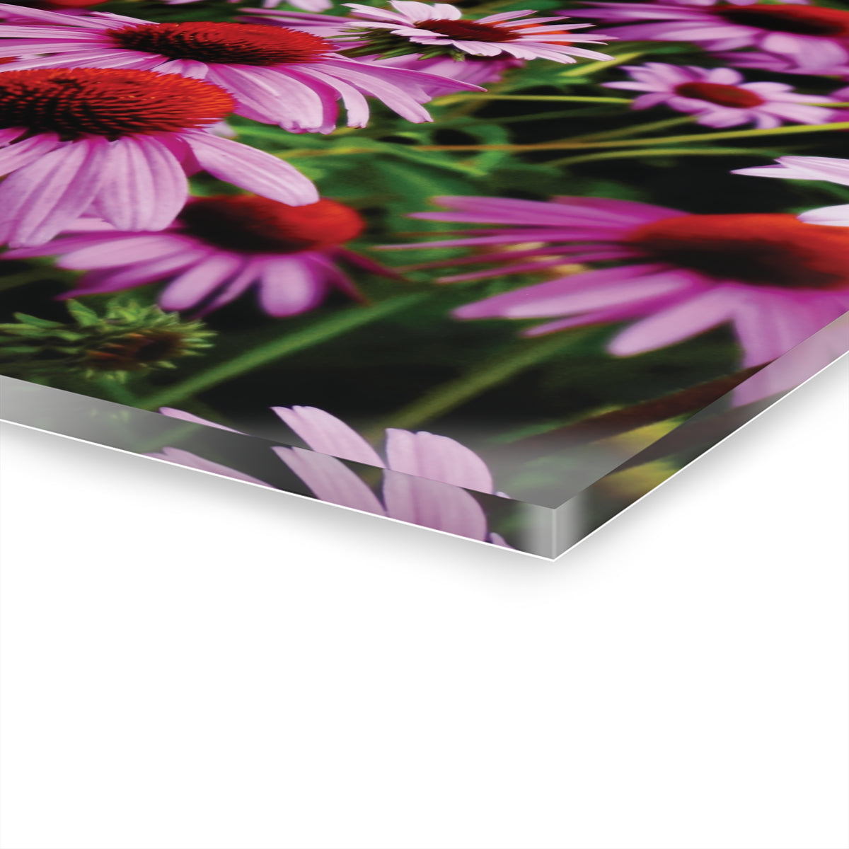 Floral Acrylic Print - Vibrant Field of Purple Coneflowers