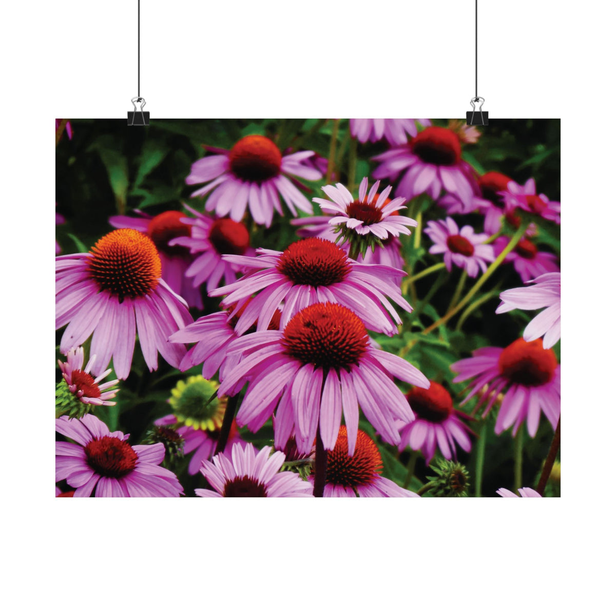 Purple Floral Poster - Vibrant Field of Purple Coneflowers Matte Poster