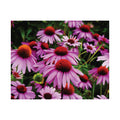 Floral Satin Poster - Vibrant Field of Purple Coneflowers Poster