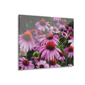 Floral Acrylic Print - Vibrant Field of Purple Coneflowers