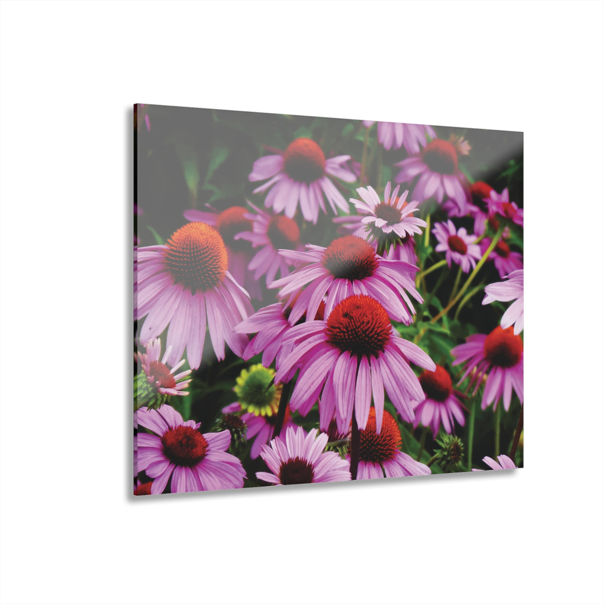 Floral Acrylic Print - Vibrant Field of Purple Coneflowers