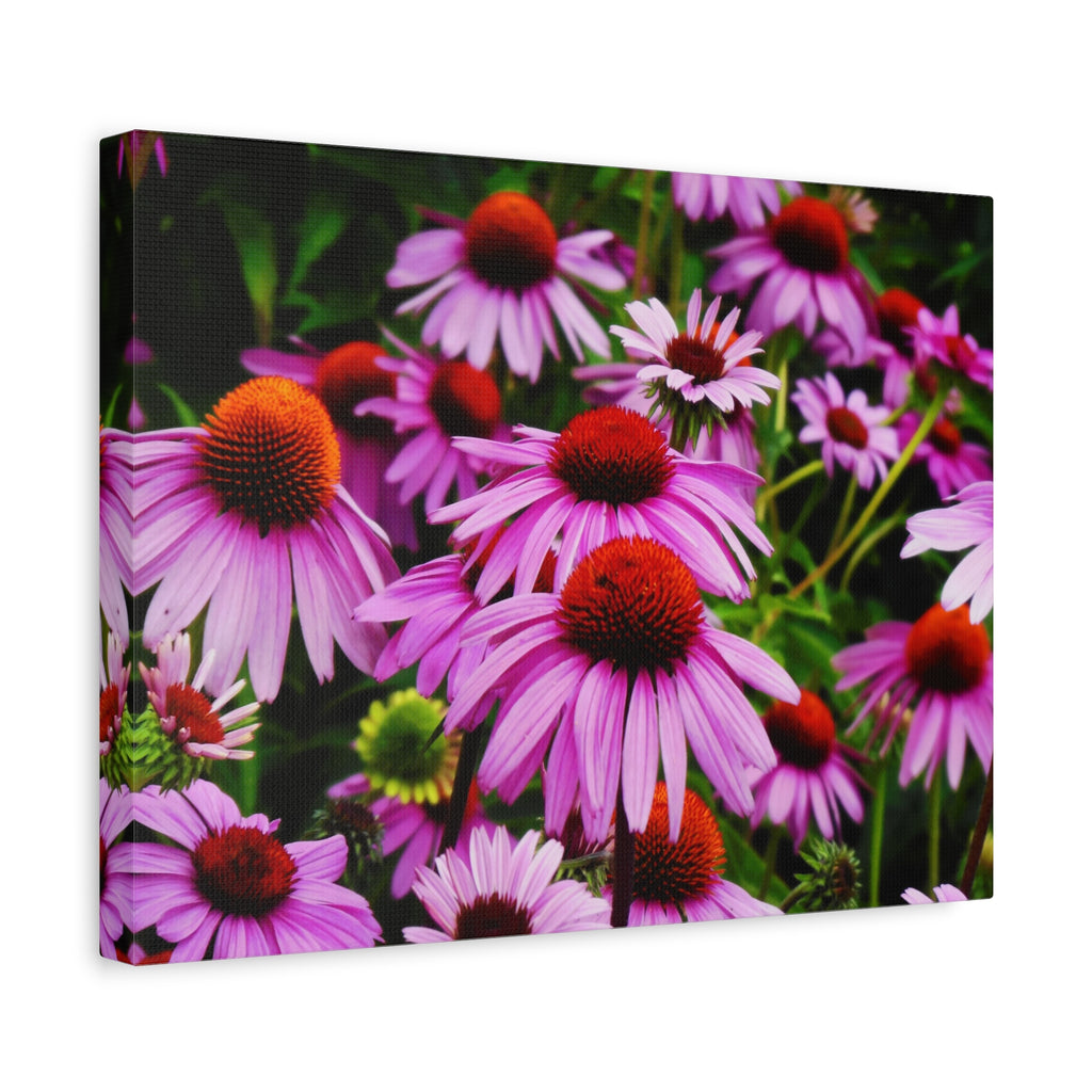 Floral Gallery Wrap - Vibrant Field of Purple Coneflowers Canvas Wrap