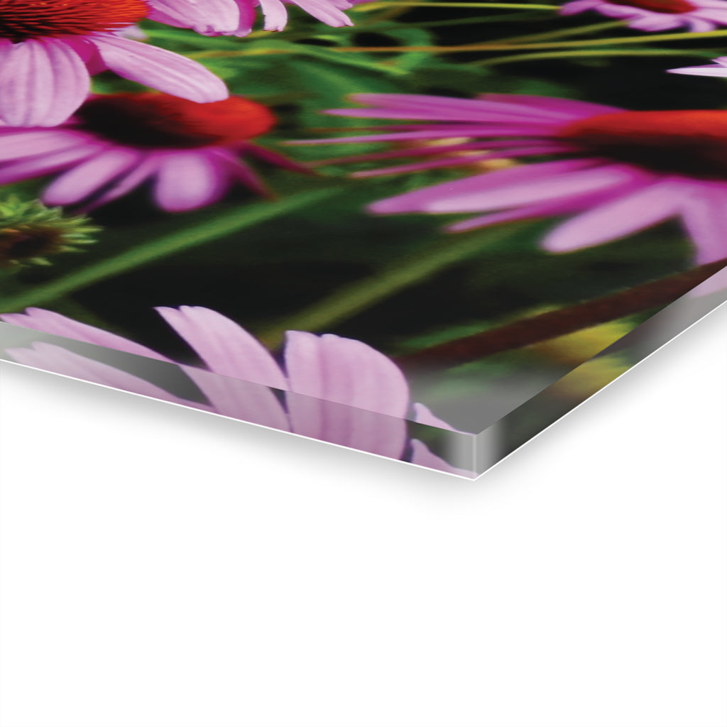 Floral Acrylic Print - Vibrant Field of Purple Coneflowers
