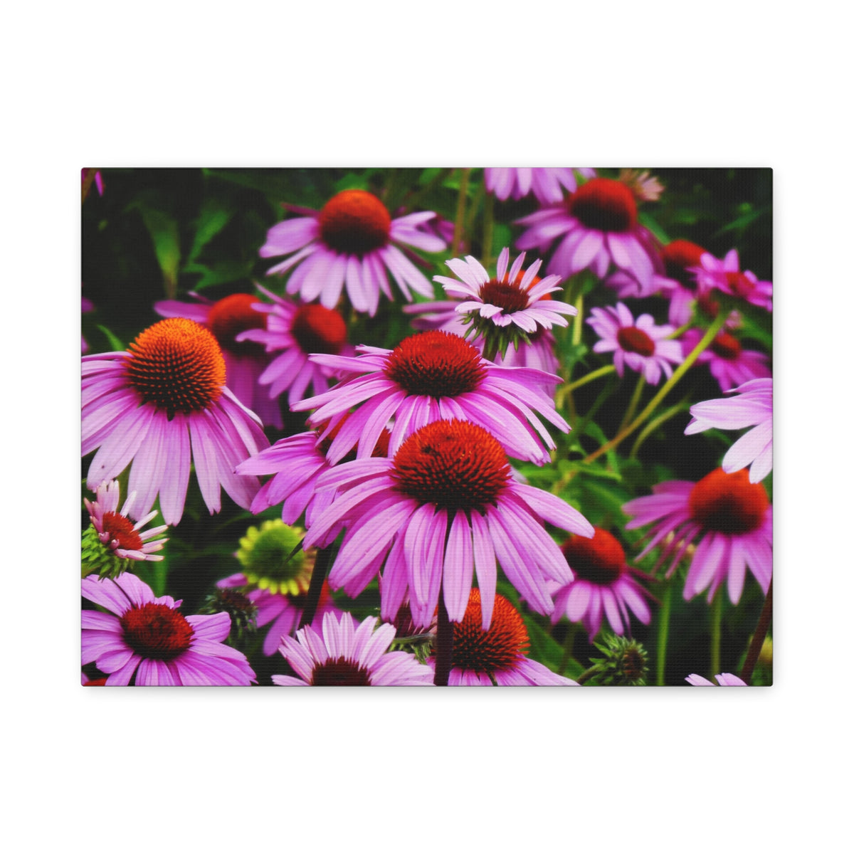 Floral Gallery Wrap - Vibrant Field of Purple Coneflowers Canvas Wrap