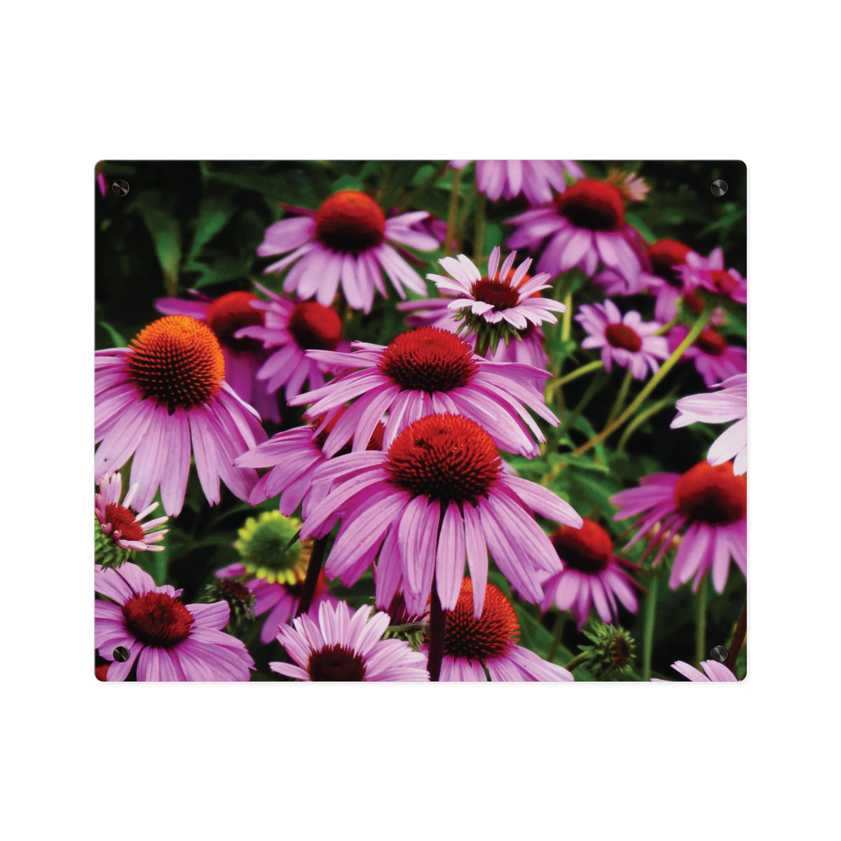 Purple Coneflowers Wall Art - Vibrant Field of Purple Coneflowers Acrylic Art Panel
