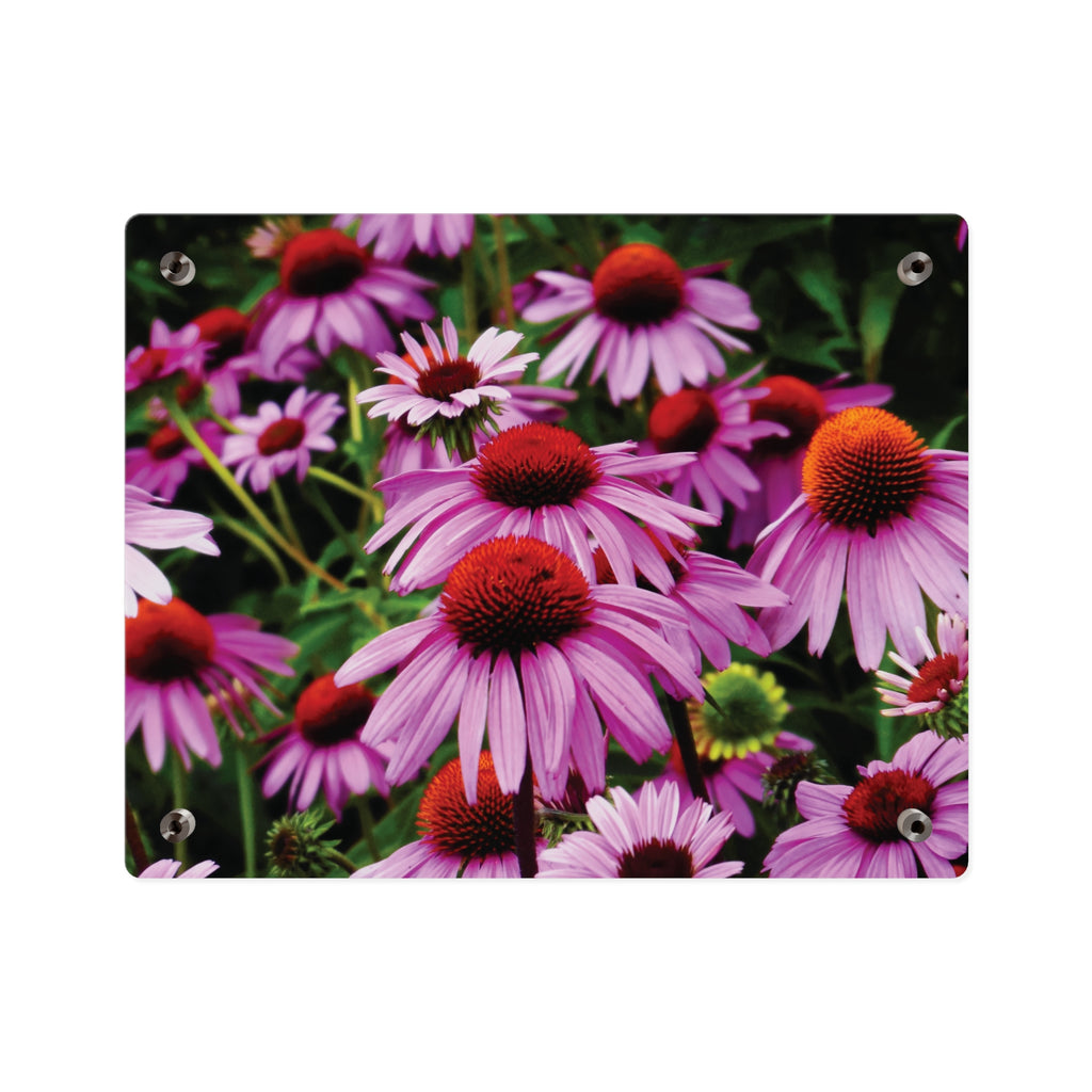 Purple Coneflowers Wall Art - Vibrant Field of Purple Coneflowers Acrylic Art Panel