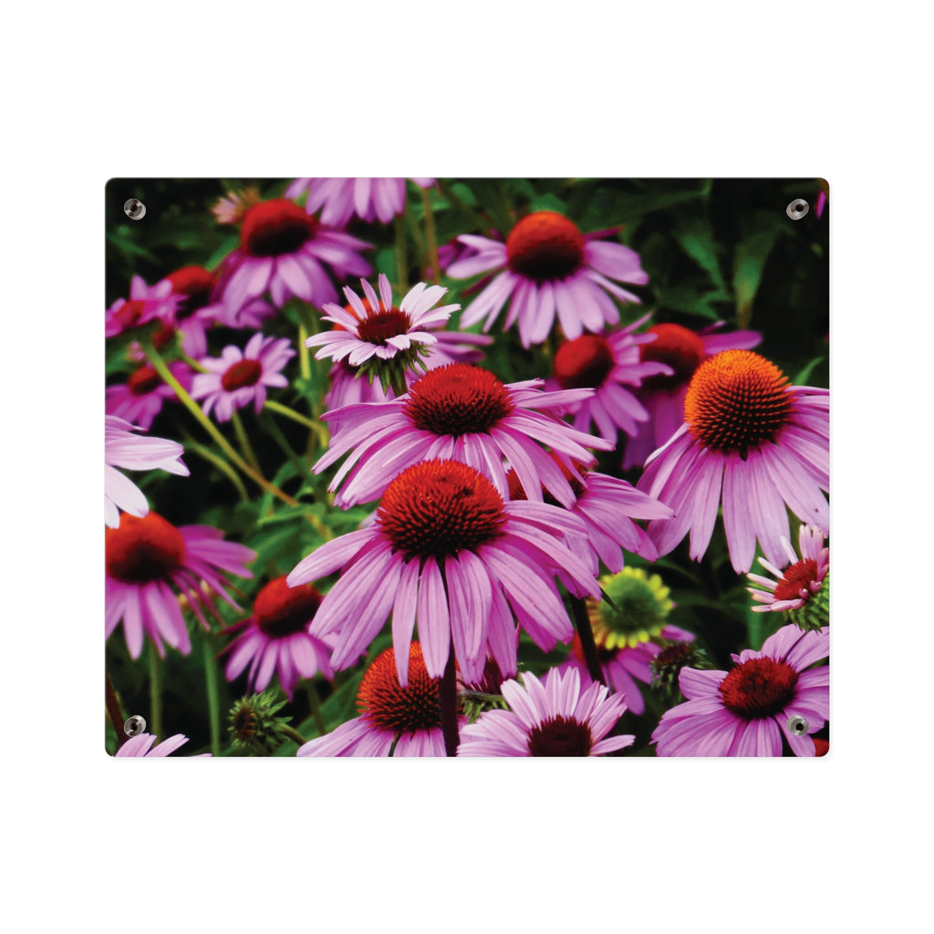 Purple Coneflowers Wall Art - Vibrant Field of Purple Coneflowers Acrylic Art Panel