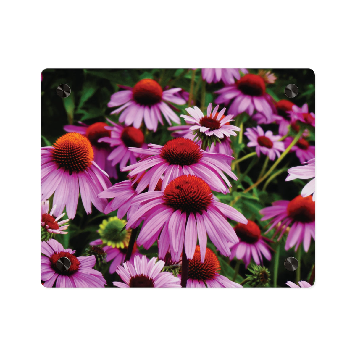 Purple Coneflowers Wall Art - Vibrant Field of Purple Coneflowers Acrylic Art Panel