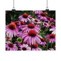Purple Floral Poster - Vibrant Field of Purple Coneflowers Matte Poster