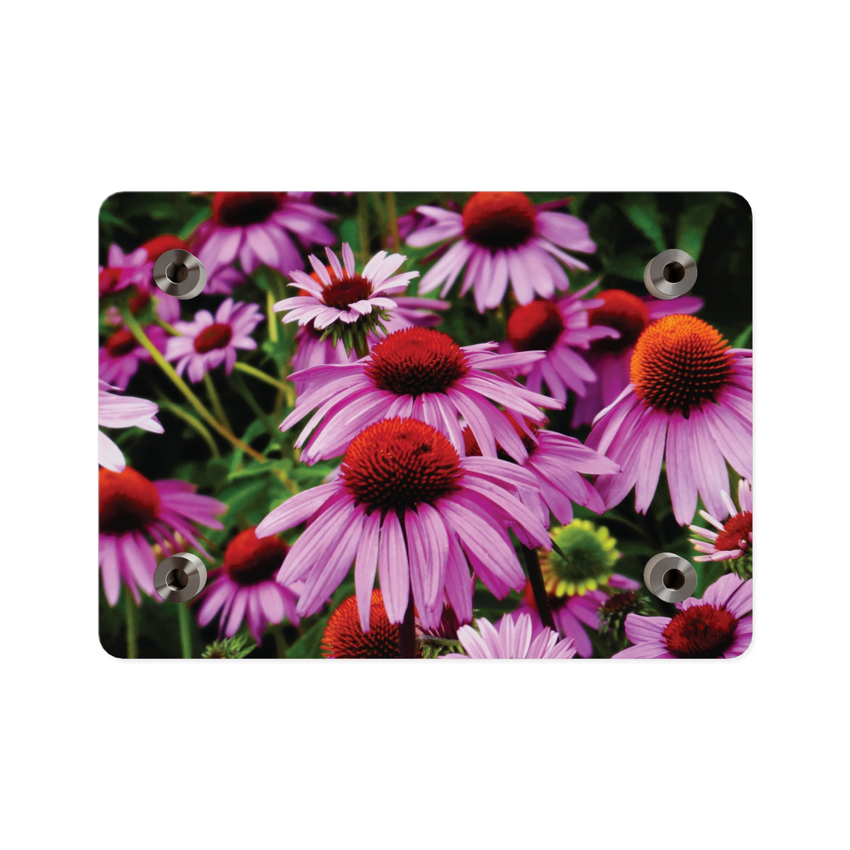 Purple Coneflowers Wall Art - Vibrant Field of Purple Coneflowers Acrylic Art Panel
